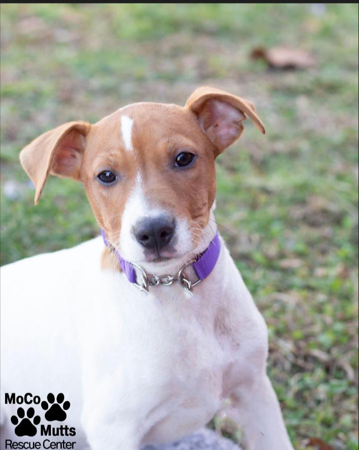 Enlarge Designer Litter (Females), a ADOPTABLE mixed breed in Sunbright, TN image 6/6