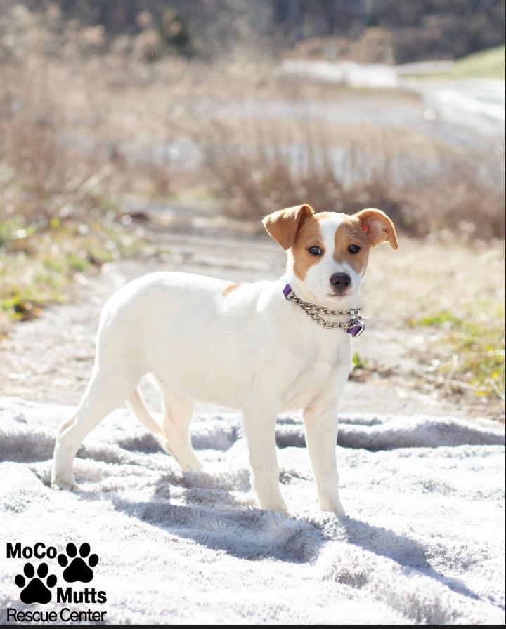 Enlarge Designer Litter (Females), a ADOPTABLE mixed breed in Sunbright, TN image 1/6