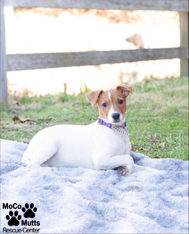 Enlarge Designer Litter (Females), a ADOPTABLE mixed breed in Sunbright, TN image 4/6