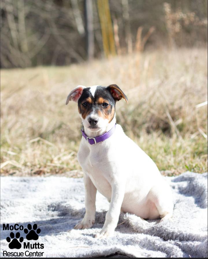 Enlarge Designer Litter (Females), a ADOPTABLE mixed breed in Sunbright, TN image 3/6