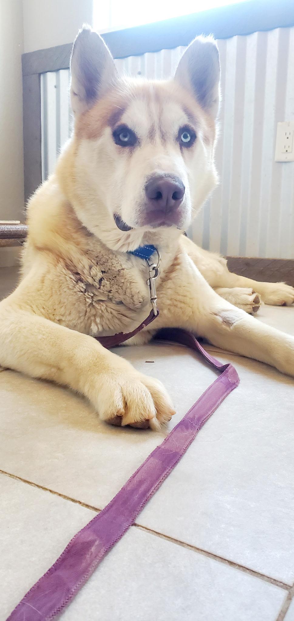 Barbaro, a Adoptable Siberian Husky in Denver, CO image 1/3