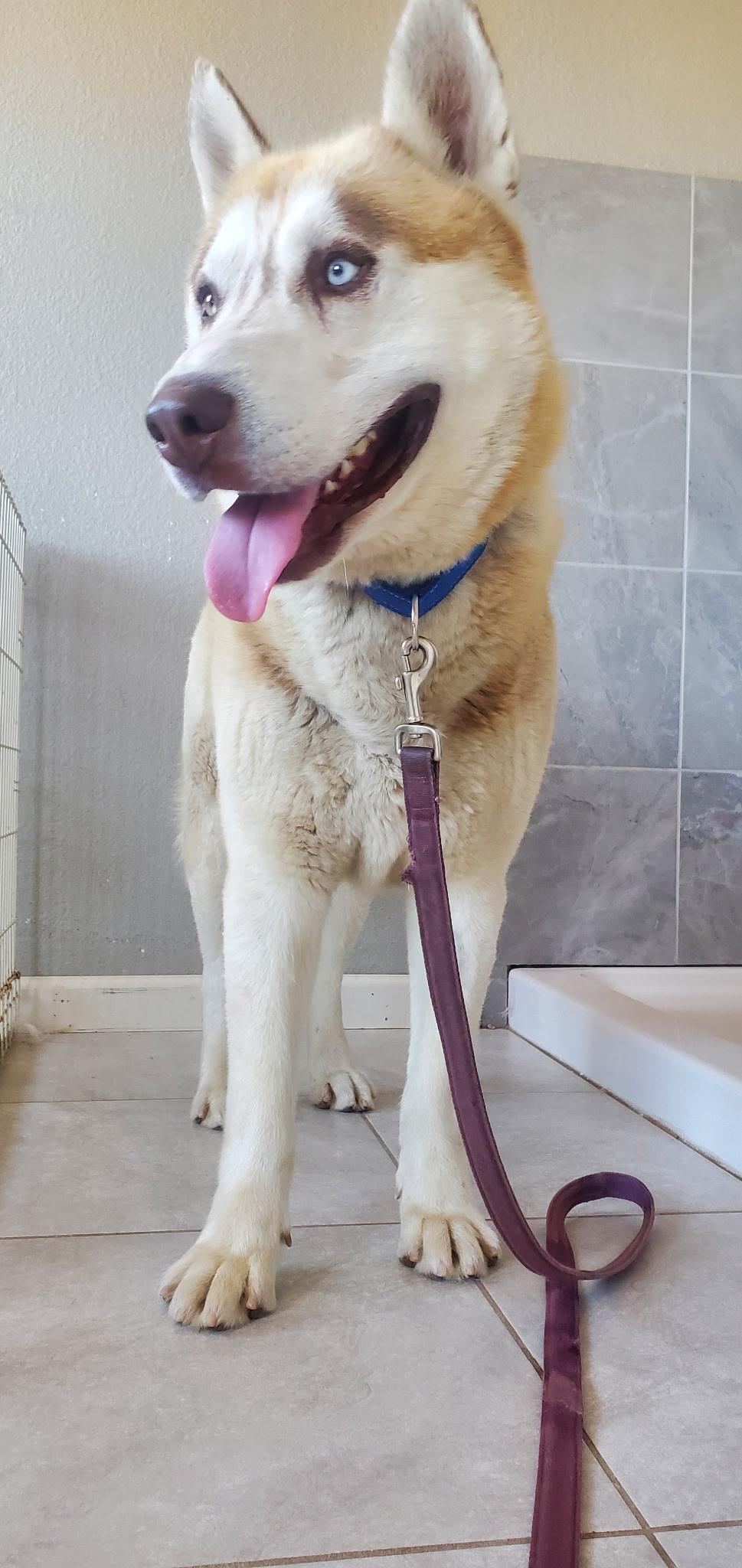 Barbaro, a Adoptable Siberian Husky in Denver, CO image 2/3