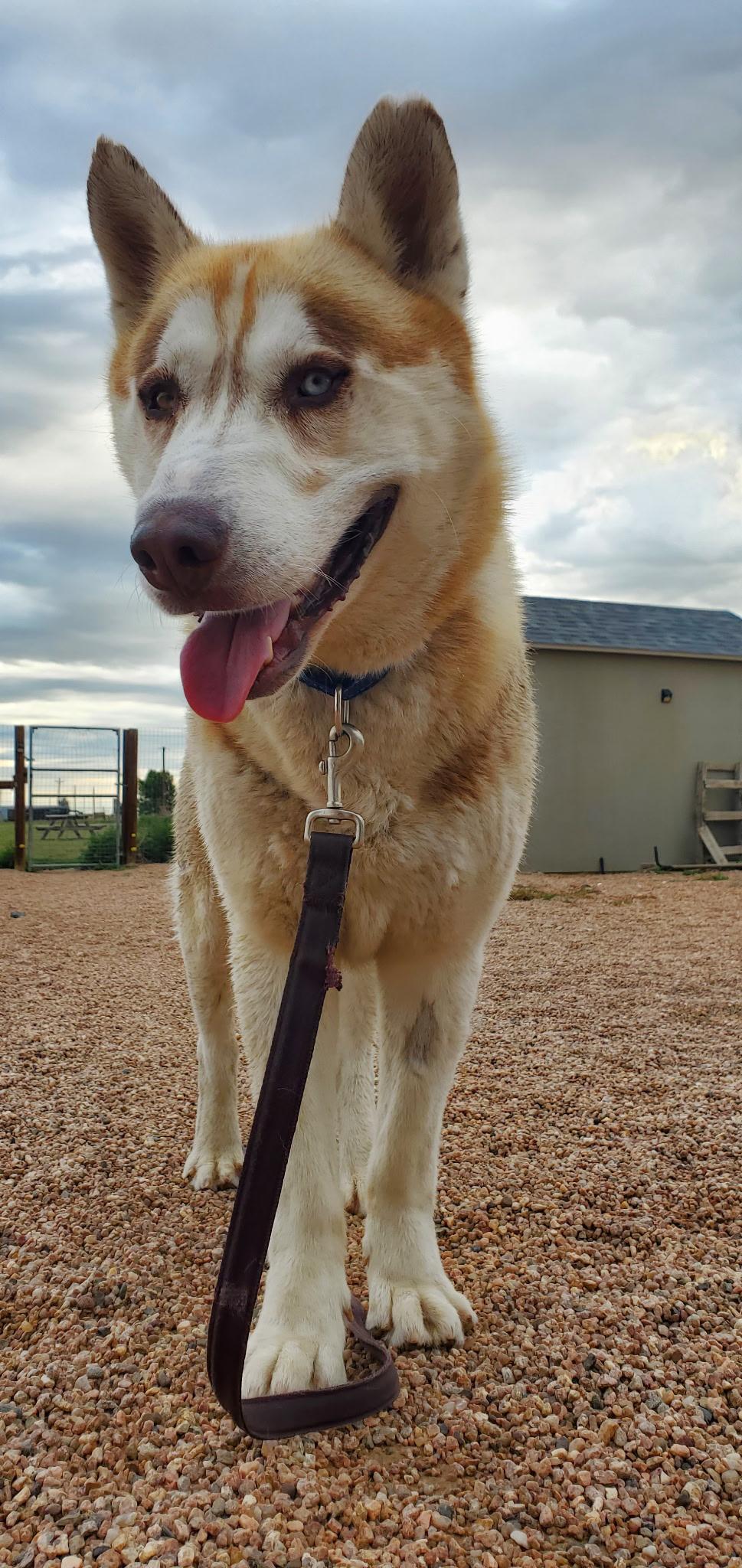 Barbaro, a Adoptable Siberian Husky in Denver, CO image 3/3