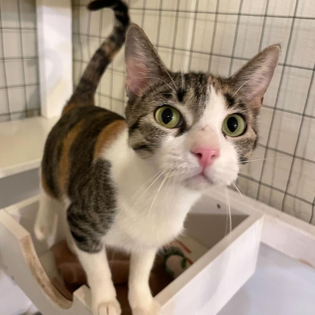 Enlarge The Mummy, a Adoptable Domestic Short Hair in Carencro, LA image 1/6