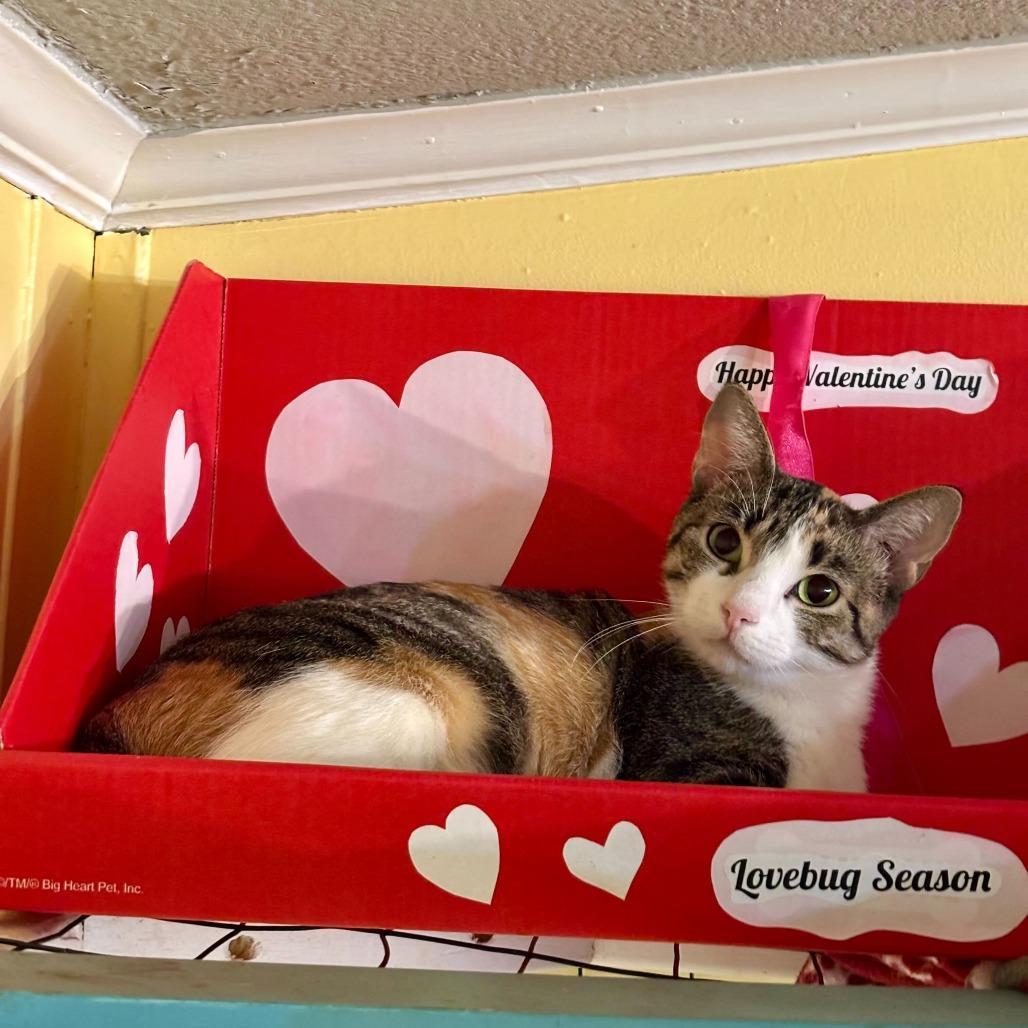 Enlarge The Mummy, a Adoptable Domestic Short Hair in Carencro, LA image 2/6