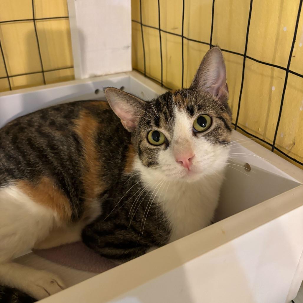 Enlarge The Mummy, a Adoptable Domestic Short Hair in Carencro, LA image 5/6