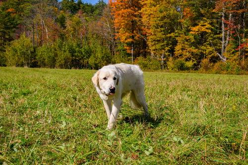 Roscoe-sweet boy, Adoptable, Adult Male Great Pyrenees.