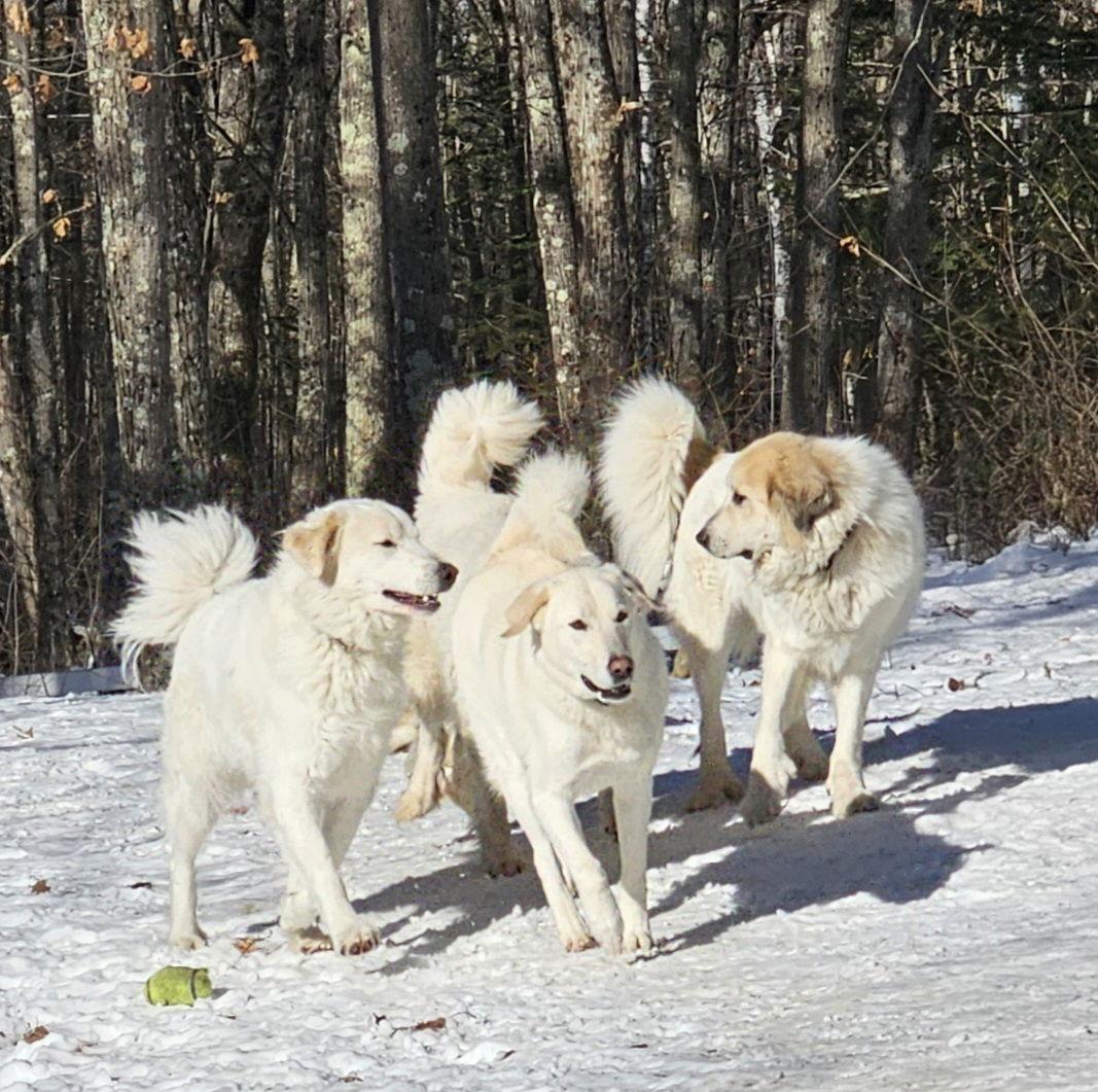 Enlarge Roscoe-sweet boy, a Adoptable Great Pyrenees in Croydon, NH image 2/3