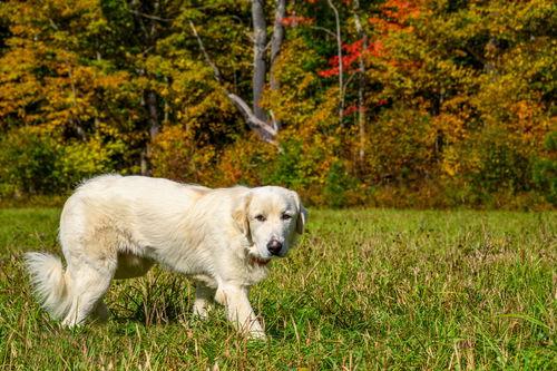 Roscoe-sweet boy, a Adoptable Great Pyrenees in Croydon, NH image 2/3