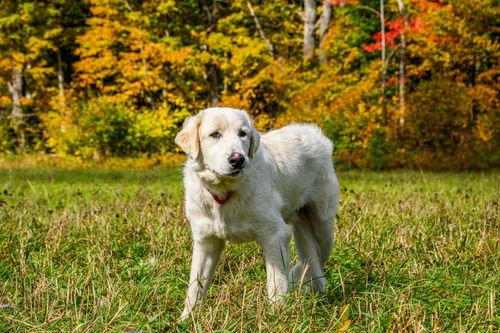 Roscoe-sweet boy, a Adoptable Great Pyrenees in Croydon, NH image 3/3