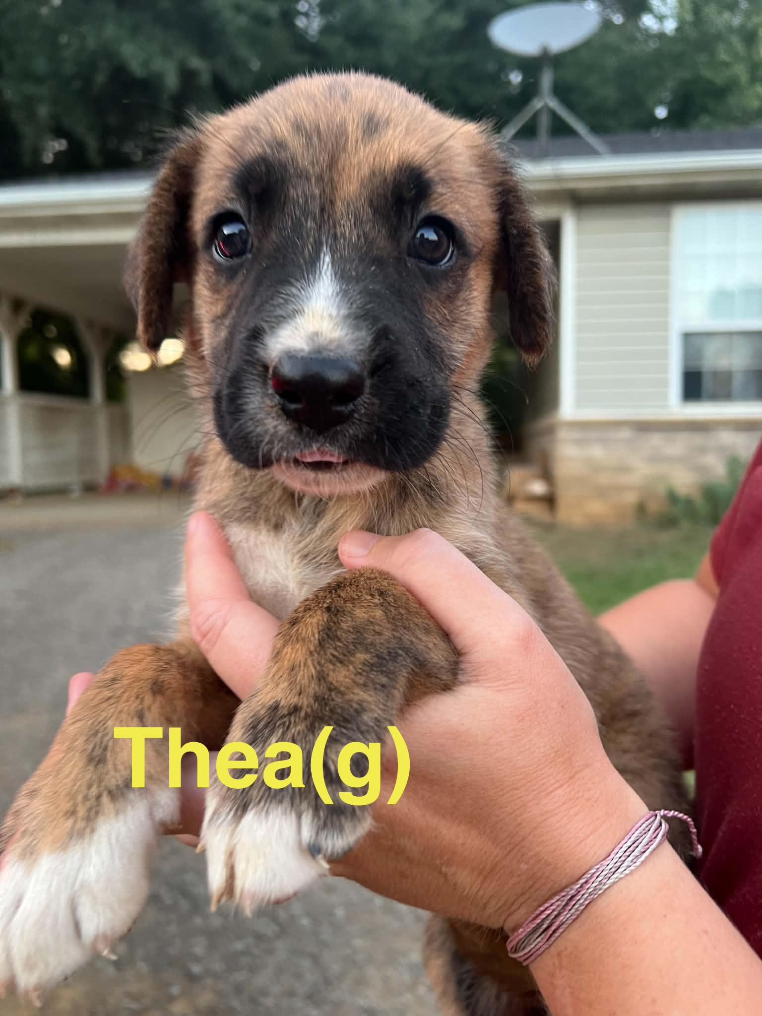 Enlarge Thea, a Adoptable mixed breed in Whiting, NJ image 1/1