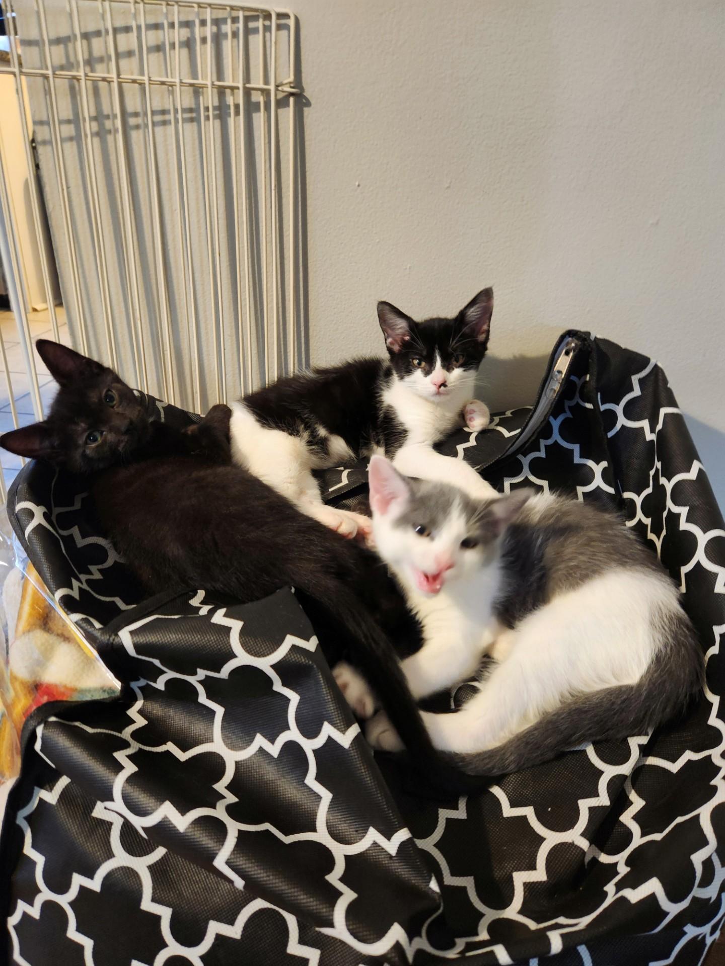 Oguri Cat, an adopted Domestic Short Hair in Sterling Heights, MI image 2/4