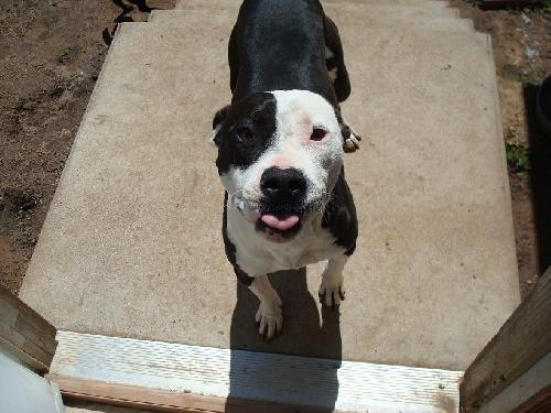 Hoss, Adopted, Adult Male Pit Bull Terrier.