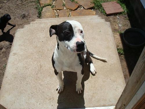 Enlarge Hoss, a Adopted Pit Bull Terrier in Prague, OK image 2/3