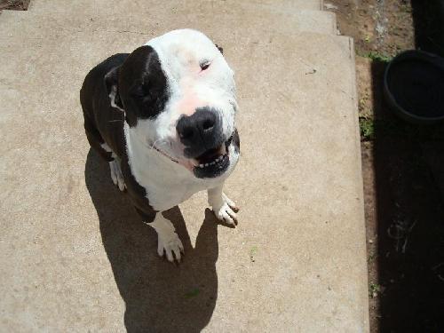 Enlarge Hoss, a Adopted Pit Bull Terrier in Prague, OK image 3/3