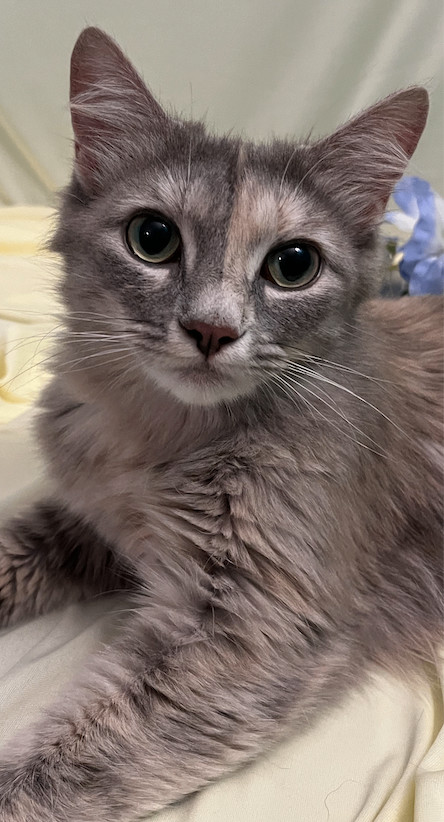 Rowena, a Adopted Domestic Long Hair in Connelly Springs, NC image 1/6