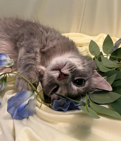 Rowena, a Adopted Domestic Long Hair in Connelly Springs, NC image 2/6