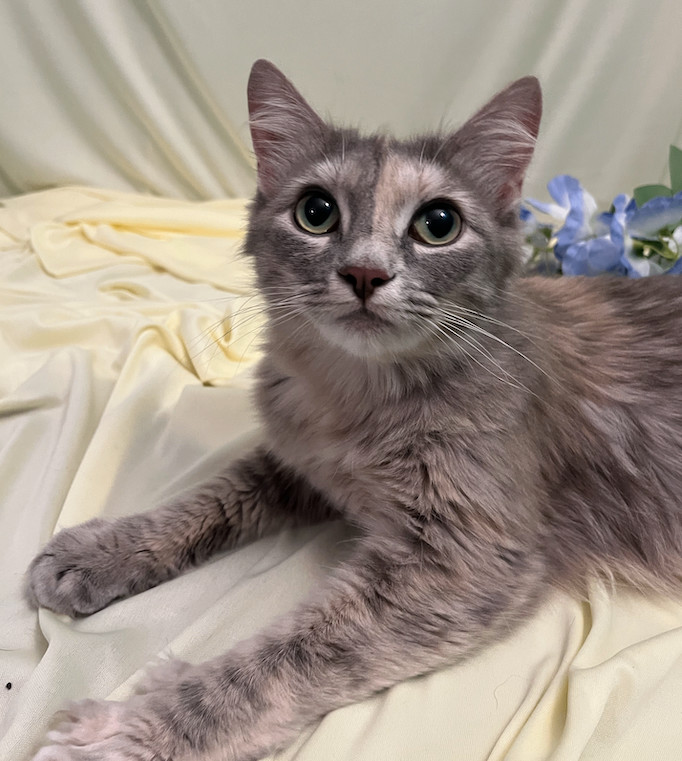 Rowena, a Adopted Domestic Long Hair in Connelly Springs, NC image 3/6