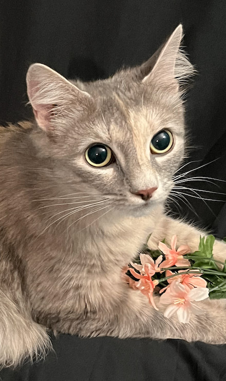 Rowena, a Adopted Domestic Long Hair in Connelly Springs, NC image 4/6