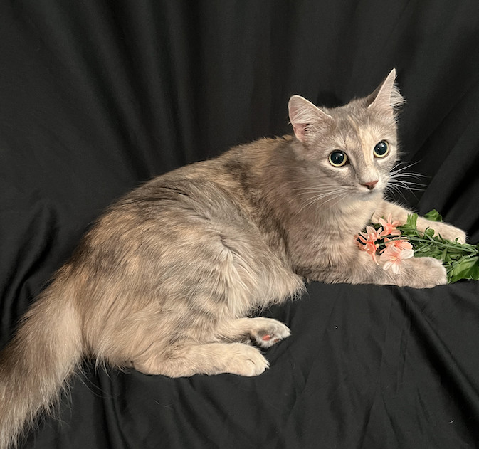 Rowena, a Adopted Domestic Long Hair in Connelly Springs, NC image 5/6