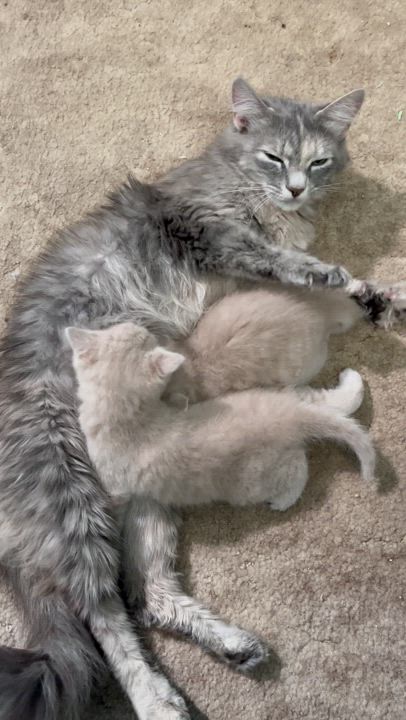 Enlarge Rowena, a Adopted Domestic Long Hair in Connelly Springs, NC video 6/6