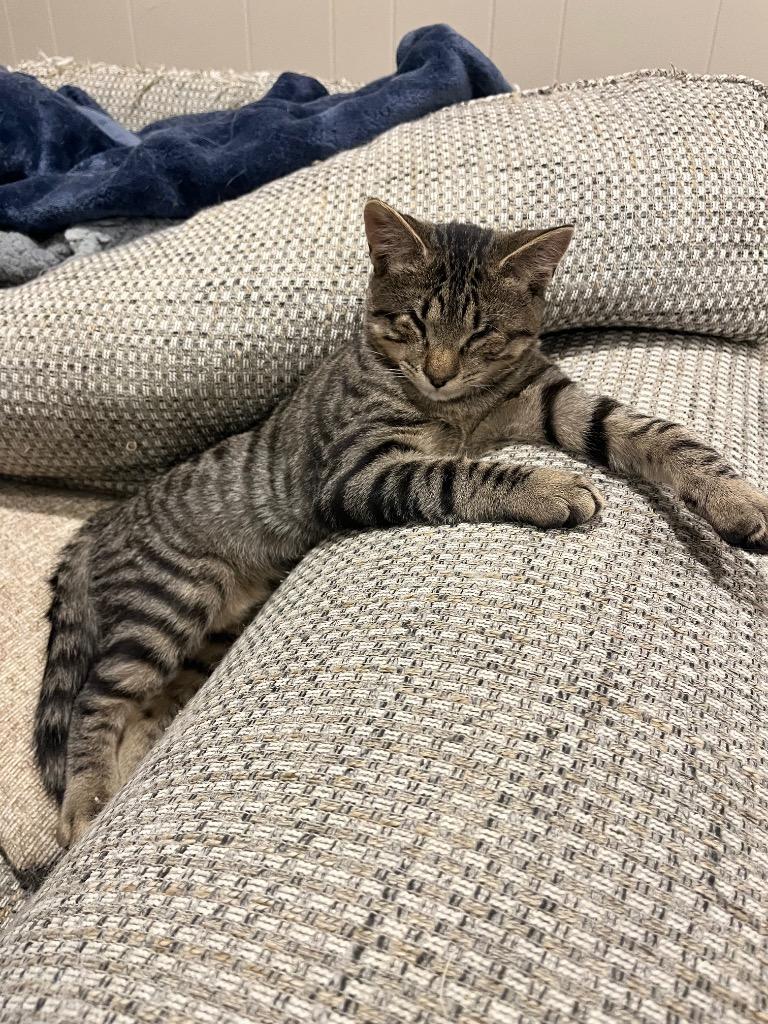 Andy, Adoptable, Young Male Domestic Short Hair.