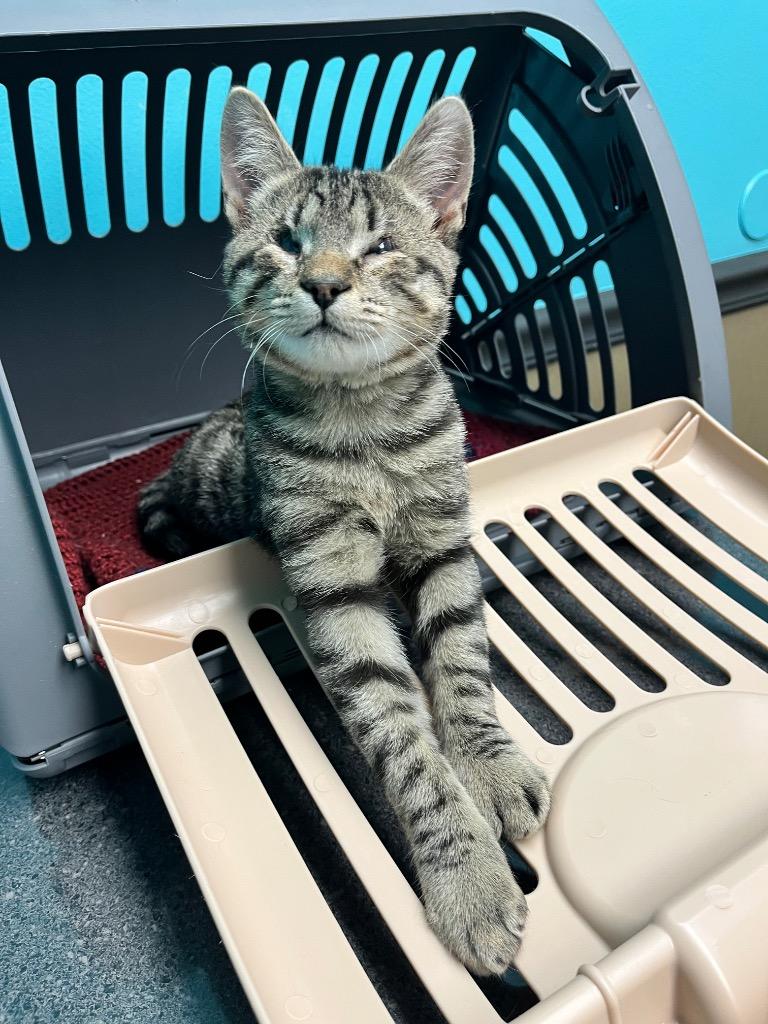 Andy, Adoptable, Young Male Domestic Short Hair.