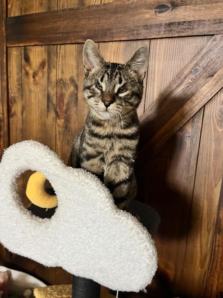 Andy, a Adoptable mixed breed in Effingham, IL image 2/6