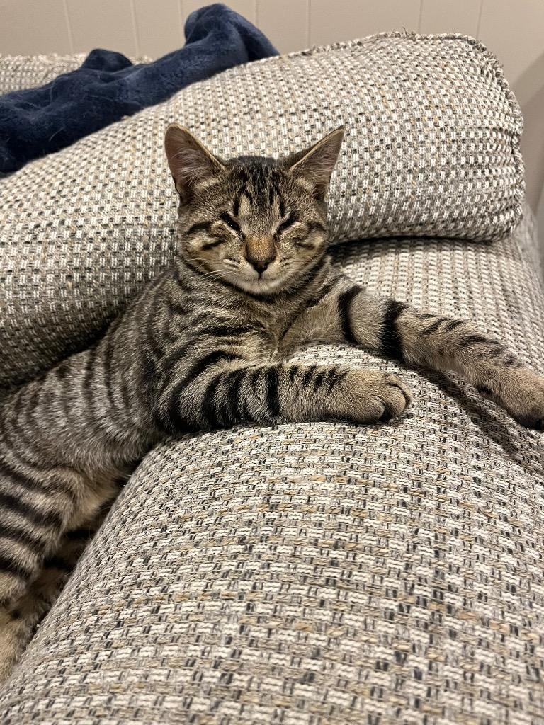 Andy, a Adoptable mixed breed in Effingham, IL image 6/6