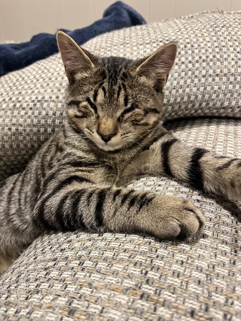 Andy, a Adoptable mixed breed in Effingham, IL image 5/6