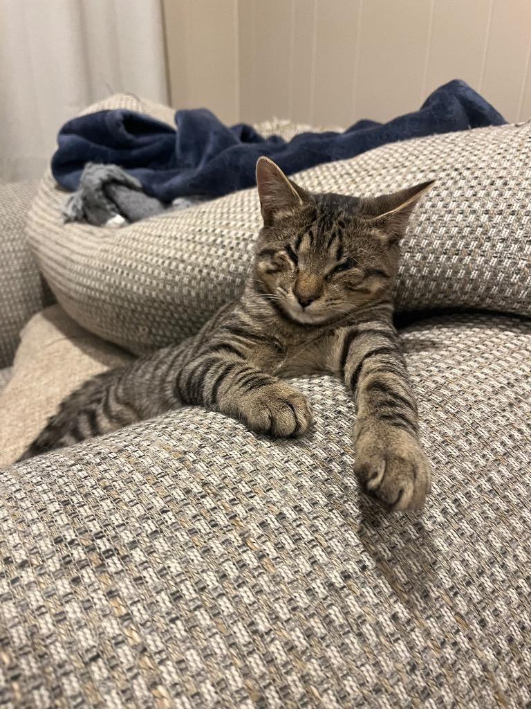 Andy, a Adoptable mixed breed in Effingham, IL image 6/6