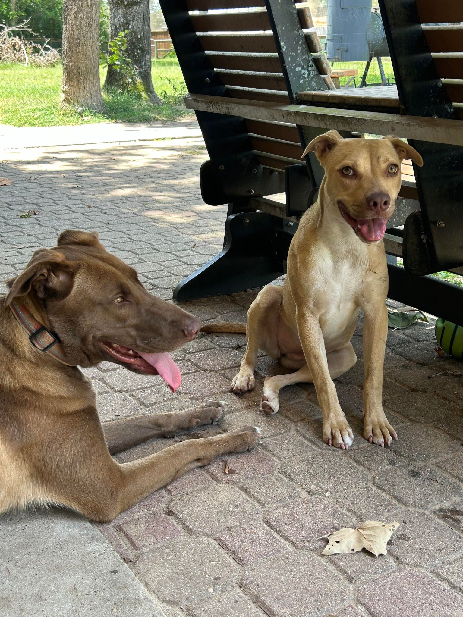 Ranger II, a Adoptable mixed breed in Conroe, TX image 6/6