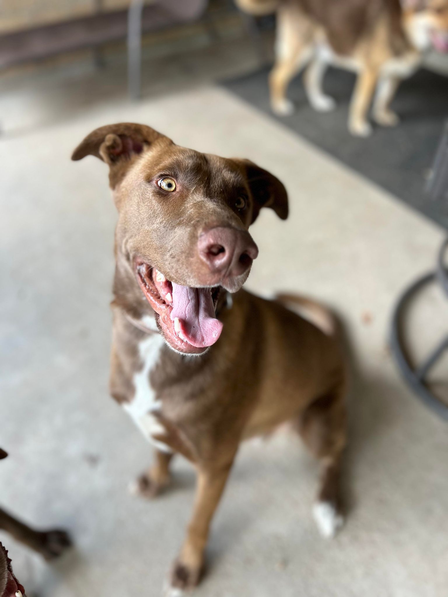 Ranger II, a Adoptable mixed breed in Conroe, TX image 2/6