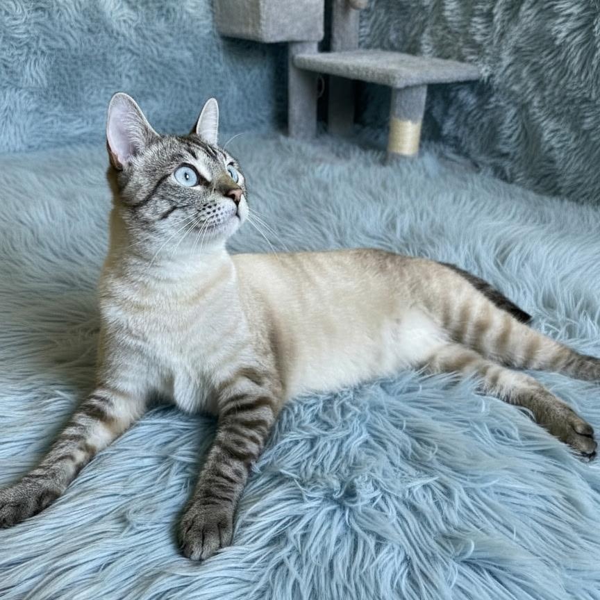 Enlarge Cinder, an adoptable Siamese in SCOTTSDALE, AZ image 1/2