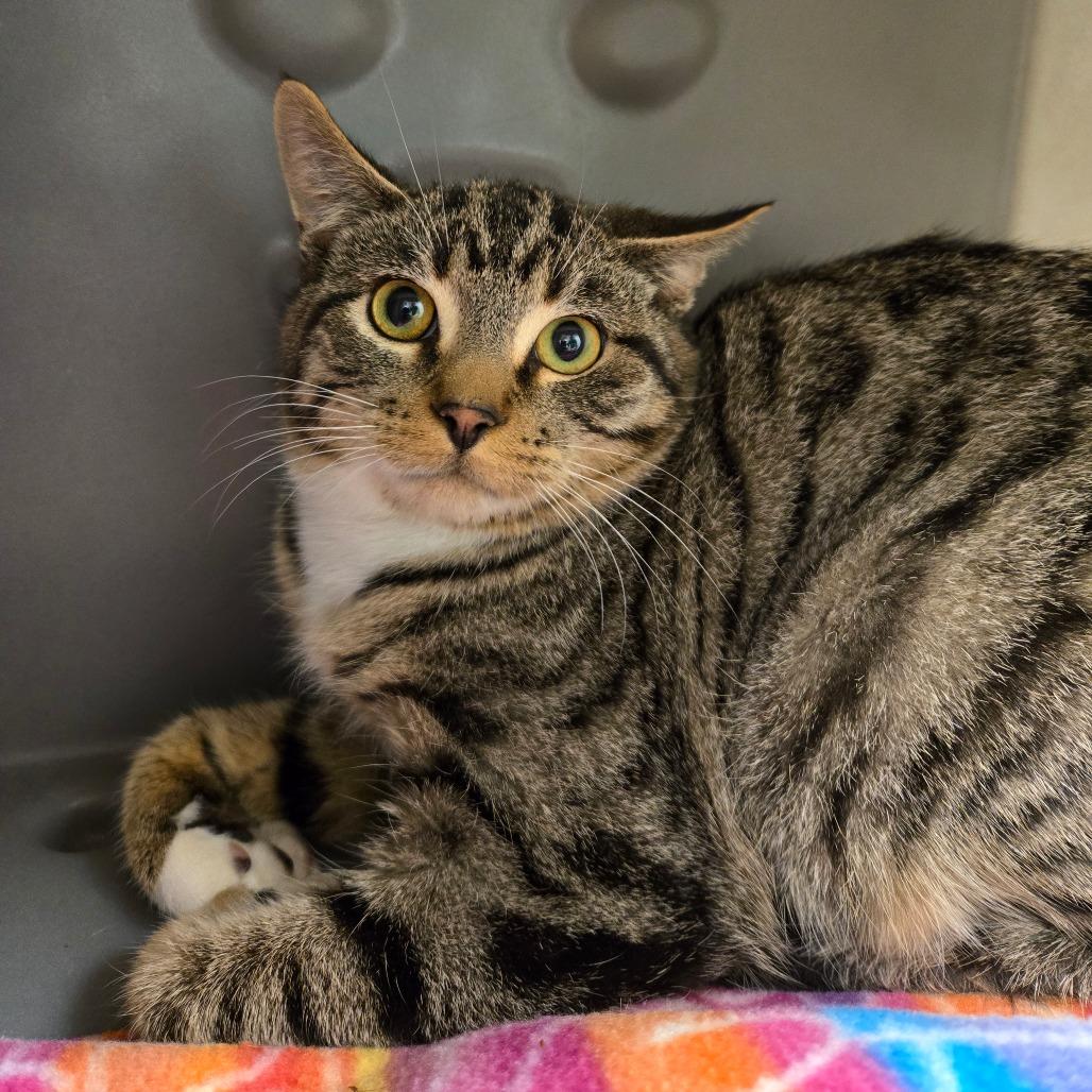 Enlarge Ben, a Adoptable Domestic Short Hair in Waukesha, WI image 1/2