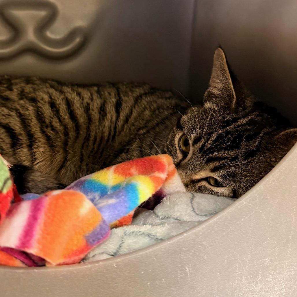 Enlarge Ben, a Adoptable Domestic Short Hair in Waukesha, WI image 2/2