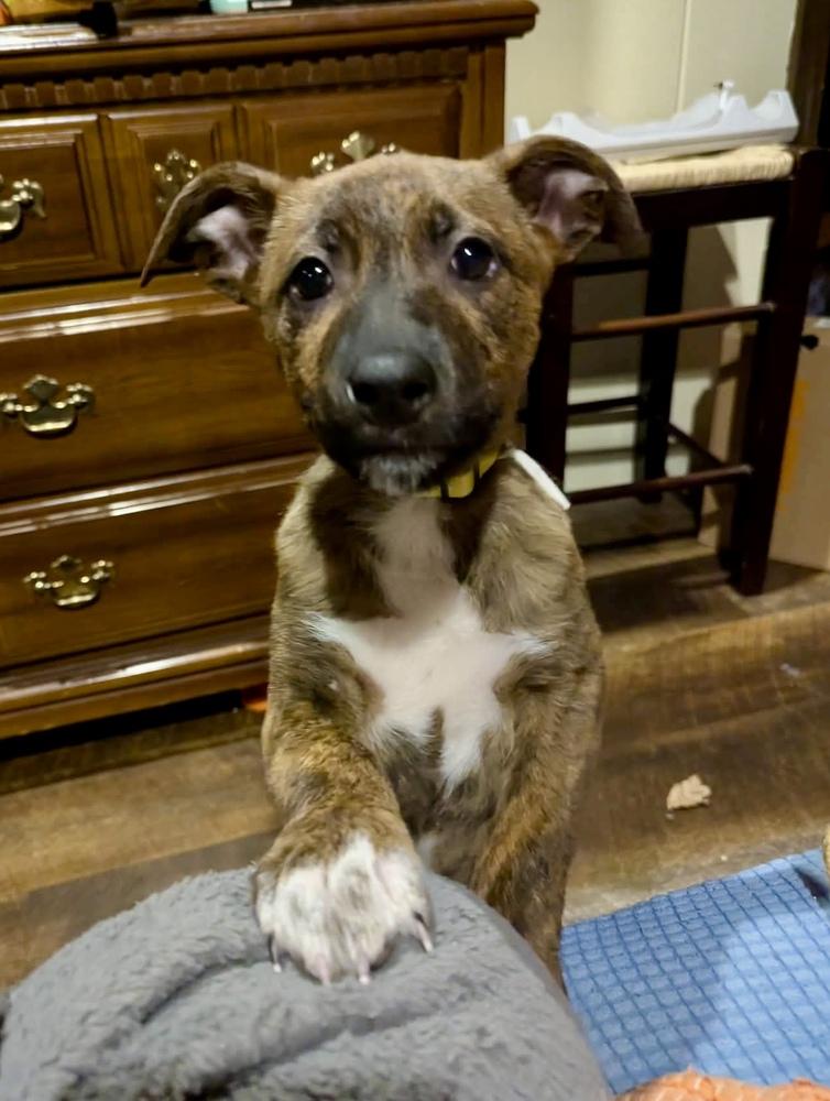 Sir Macbeth, Adoptable, Puppy Male Mixed Breed.