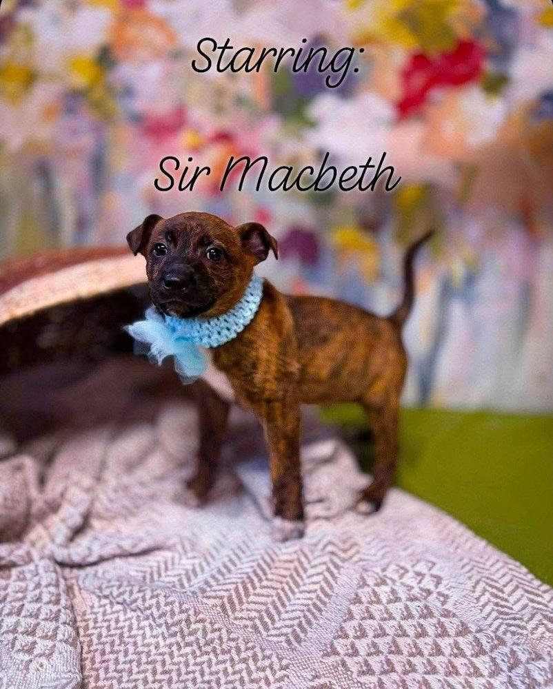 Sir Macbeth, a Adoptable mixed breed in Amherst, NY image 2/3