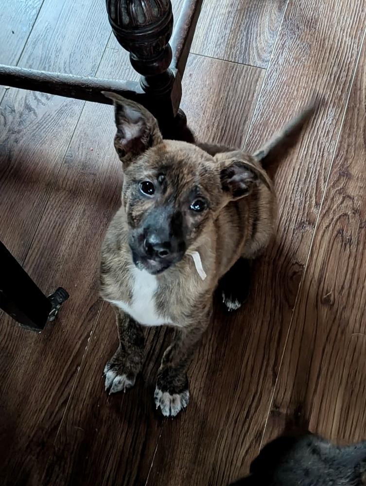 Sir Macbeth, a Adoptable mixed breed in Amherst, NY image 3/3