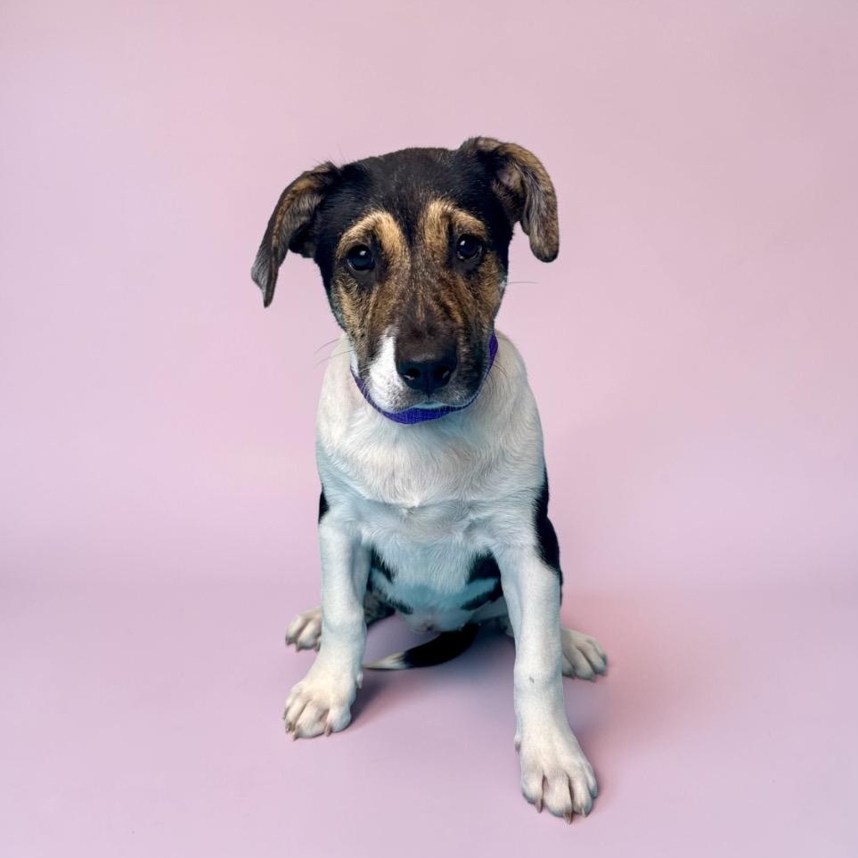 Enlarge Meadow, a ADOPTABLE mixed breed in Alvin, TX image 3/3