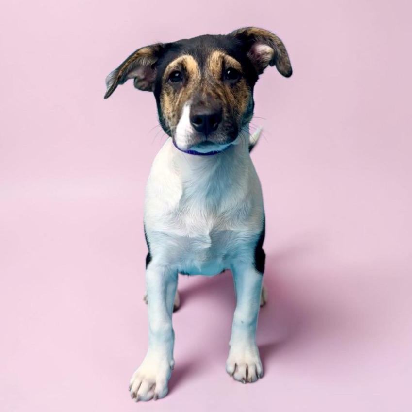 Enlarge Meadow, a ADOPTABLE mixed breed in Alvin, TX image 1/3