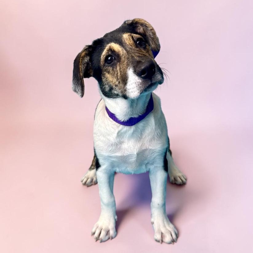 Enlarge Meadow, a ADOPTABLE mixed breed in Alvin, TX image 2/3