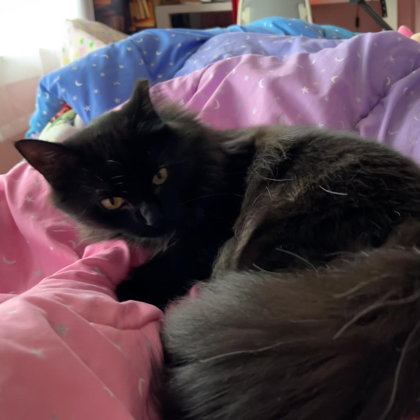 Enlarge Foxy, a Adoptable Domestic Long Hair in Allentown, PA image 2/3