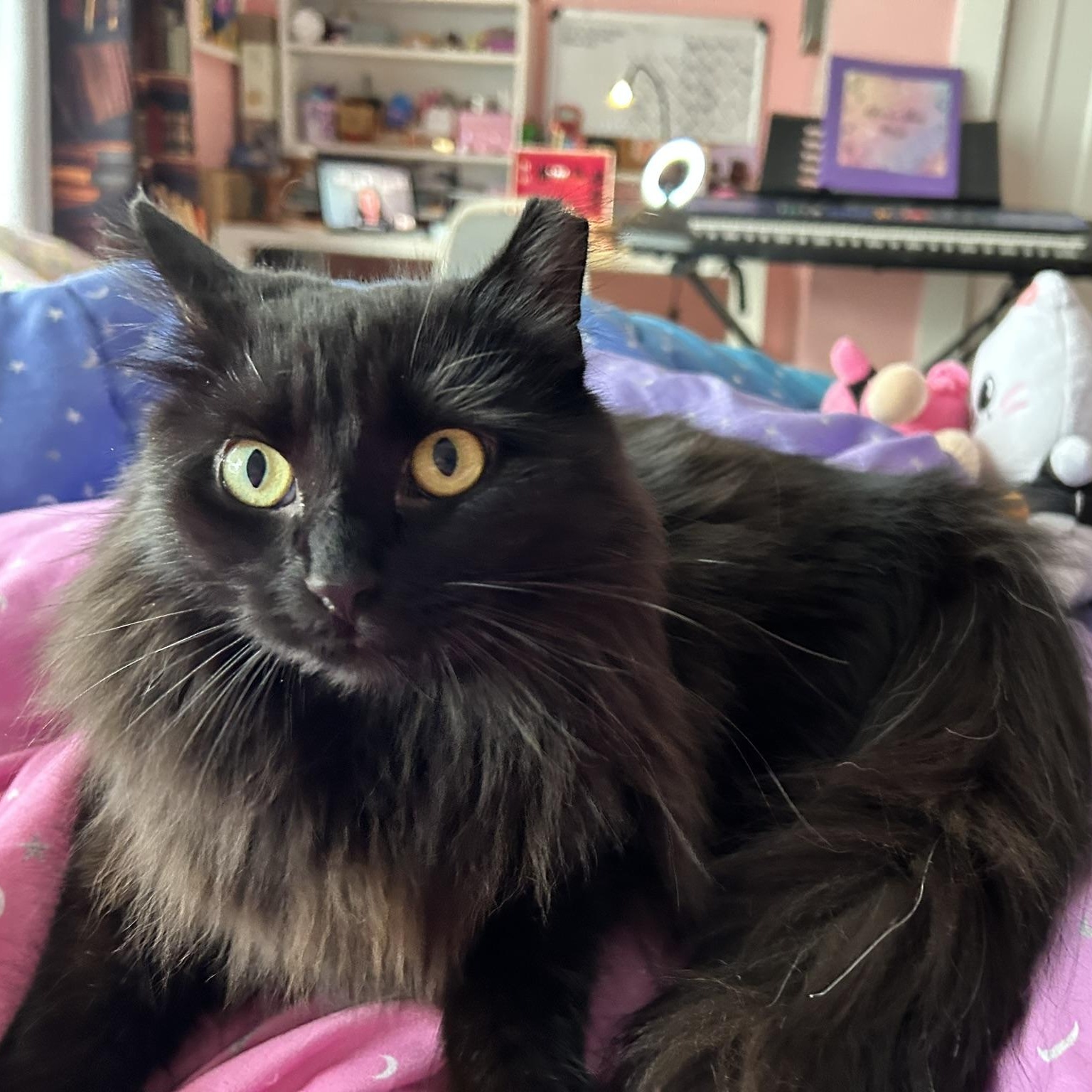 Foxy, Adoptable, Adult Female Domestic Long Hair.