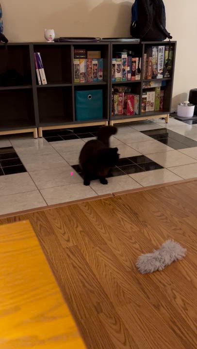 Enlarge Foxy, a Adoptable Domestic Long Hair in Allentown, PA video 3/3