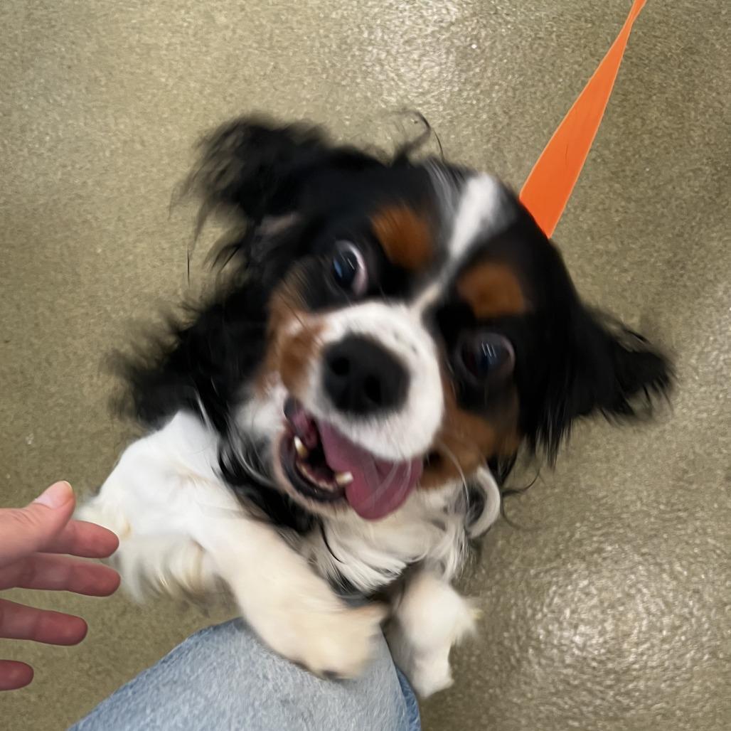 Chase, Adoptable, Senior Male Cavalier King Charles Spaniel.