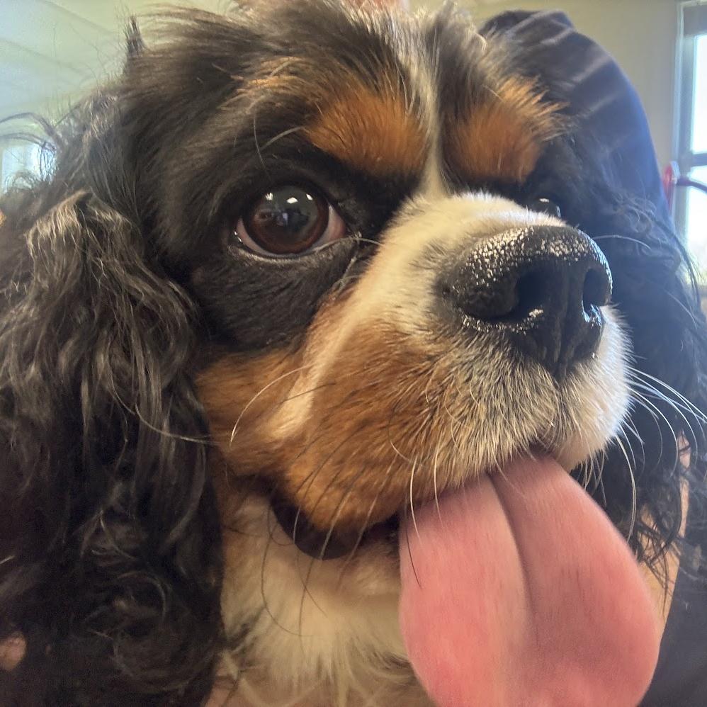Enlarge Chase, a Adoptable Cavalier King Charles Spaniel in Harrisonburg, VA image 2/3