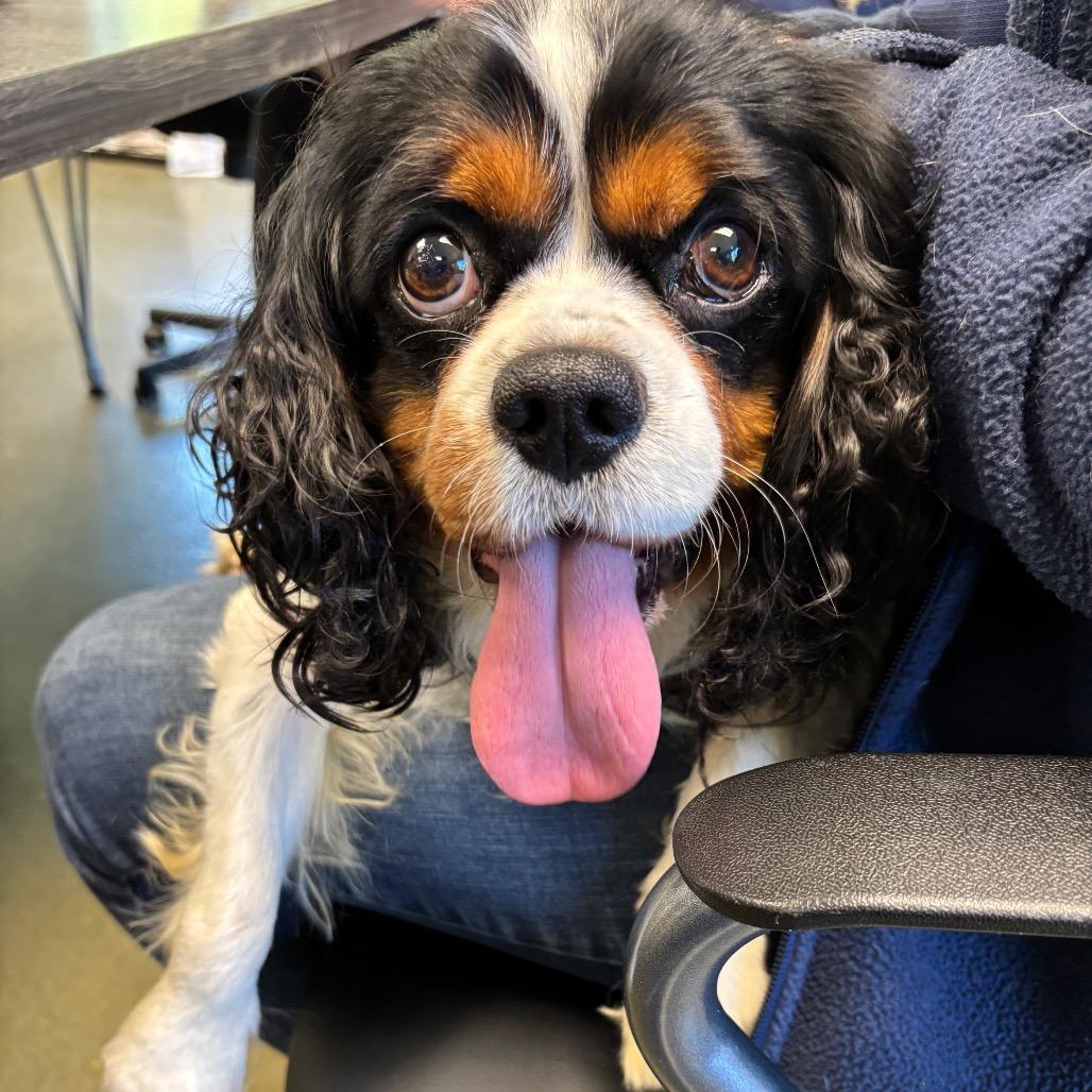 Enlarge Chase, a Adoptable Cavalier King Charles Spaniel in Harrisonburg, VA image 3/3