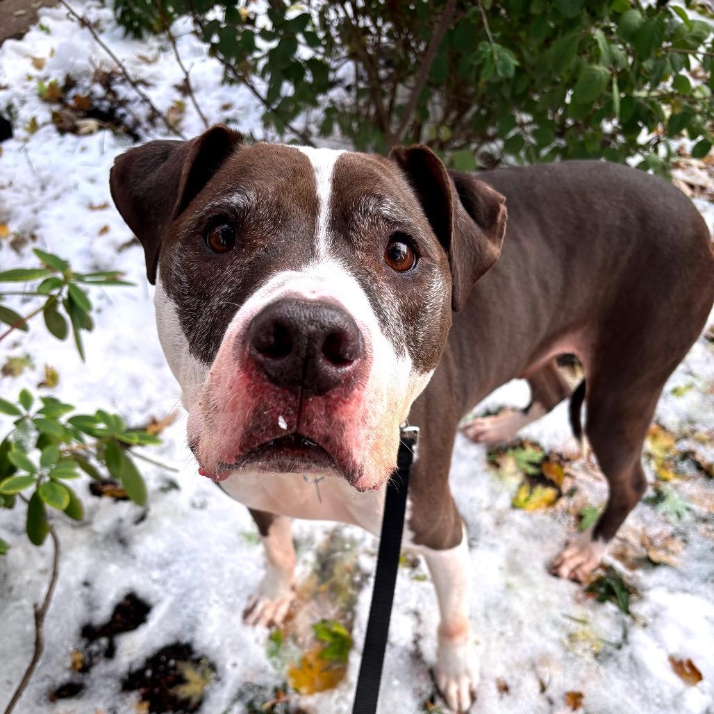 Enlarge Jack, a ADOPTABLE mixed breed in Chicago, IL image 1/1