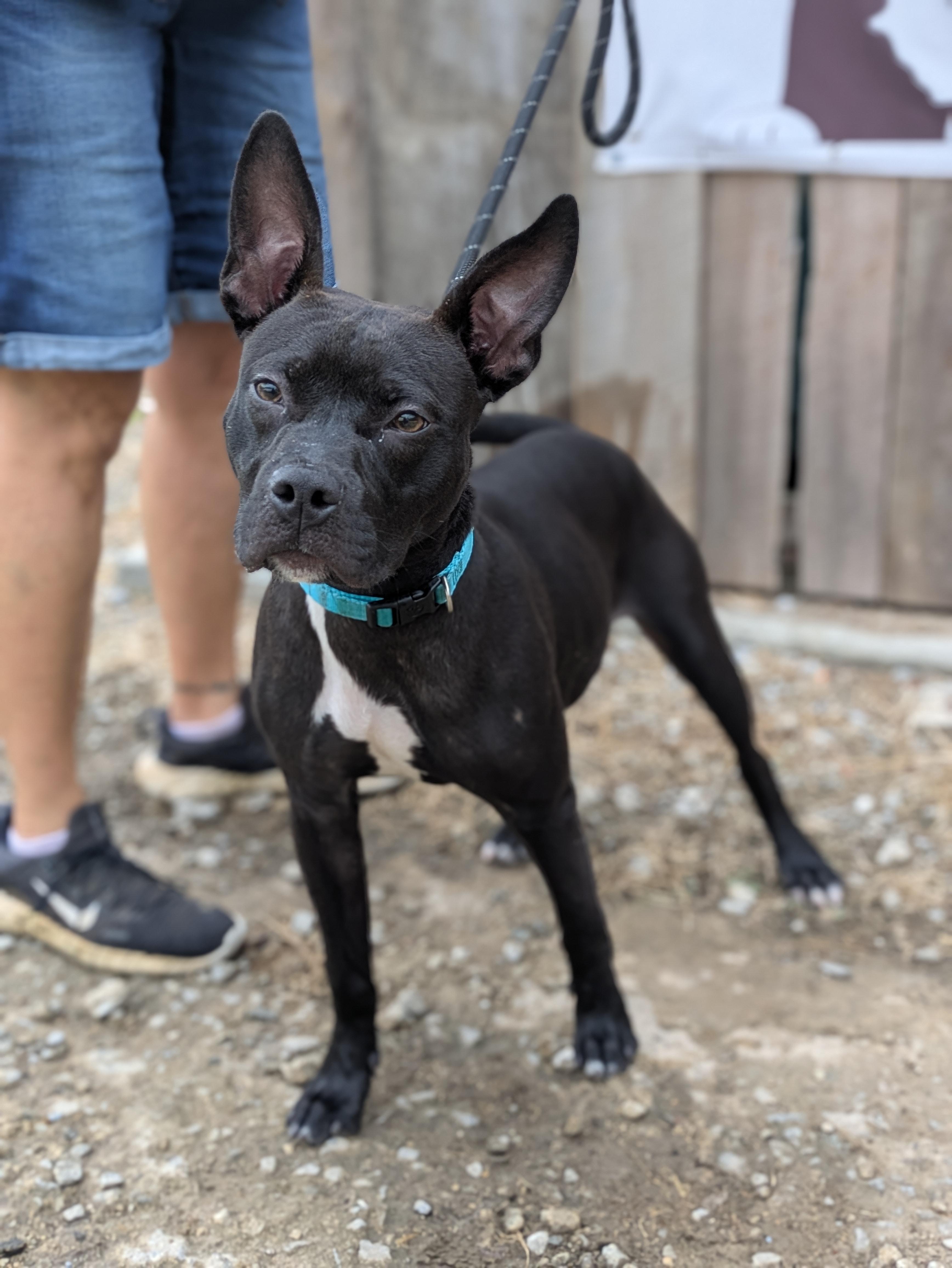 Zade, a Adoptable Mixed Breed in Huntsville, AL image 1/3